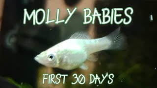 Molly Fry Growth  First 30 Days Timelapse amp Tips [upl. by Kelley836]