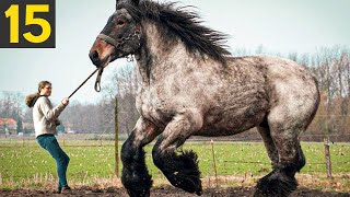 15 RARE And Beautiful Horse Breeds [upl. by Khai]