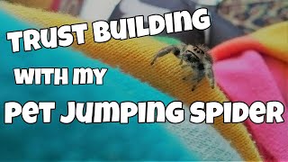 How to get a Jumping Spider to trust you [upl. by Hannover]