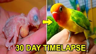 LOVEBIRD GROWTH STAGES  First 30 Days of Babies Timelapse [upl. by Hsakiv]