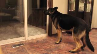 German Shepherd barking [upl. by Jezrdna]