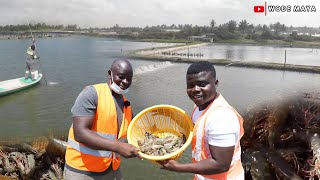 West Africas Biggest Shrimp Farm2000 Acres In Ghana [upl. by Knudson]