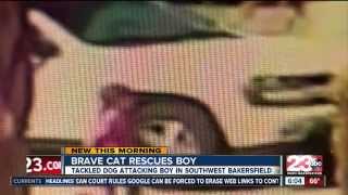 Hero cat saves boy from dog attack in Bakersfield  23 ABC News report [upl. by Gen]