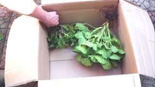 How to Store Geraniums Over Winter [upl. by Idas]