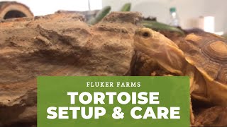 Tortoise Setup and Care Tutorial [upl. by Nnael]