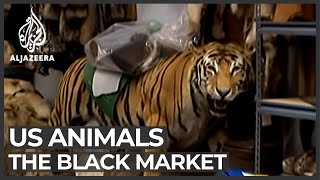 The black market animal business [upl. by Yerot]