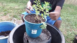 Transplanting Purple Verbena and Pruning [upl. by Yeclehc]