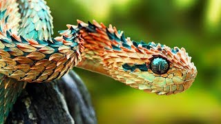 THE RAREST SNAKES In The World [upl. by Cod]