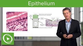 Epithelium – Histology  Lecturio [upl. by Walton]