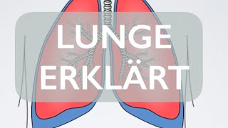 Lunge  Organ  Medizin Grundlagen [upl. by Corabel]