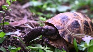 Best Russian Tortoise Advice  Kamp Kenan S3 Episode 15 [upl. by Ahselef]