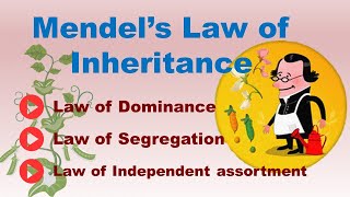 Mendels Law of Inheritance  3 Mendelian Law of Inheritance  ABT Gurukul [upl. by Rasla543]