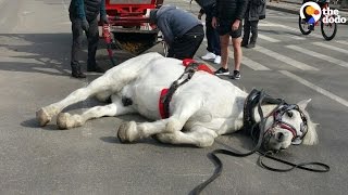 Exhausted Carriage Horse Falls Over In The Street  The Dodo [upl. by Thea537]