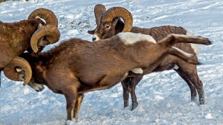 Bighorn Headbutting Battle in Canadas Rockies [upl. by Havelock638]