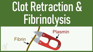 Clot Retraction amp Fibrinolysis [upl. by Otto304]