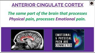 Anterior Cingulate Cortex [upl. by Flam]