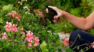 Pelargonie po lecie  jesienna pielęgnacja i rozmnażanie pelargonii [upl. by Adnawt]