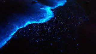 Bioluminescence Noctiluca scintillans  Nature 4K [upl. by Ainola]