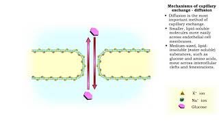 Mechanisms of capillary exchange [upl. by Artemla]