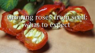 Growing roses from seed what to expect [upl. by Dehlia]