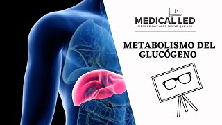 METABOLISMO DEL GLUCÓGENO Generalidades y Glucogénesis [upl. by Martreb]