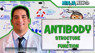 Immunology  Antibody Structure amp Function [upl. by Nellek]