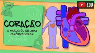 Coração  o principal órgão do Sistema Cardiovascular [upl. by Eytteb]