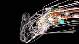 A brief introduction to C elegans [upl. by Aggappora]