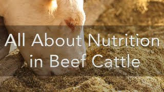 All About Nutrition in Beef Cattle [upl. by Cheri]