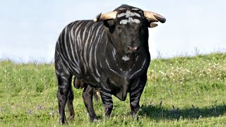 These Are 10 Most Exceptional Cattle Breeds [upl. by Ylrebma189]