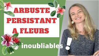 Un arbuste persistant à FLEURS INOUBLIABLES pour votre haie [upl. by Haleeuqa]